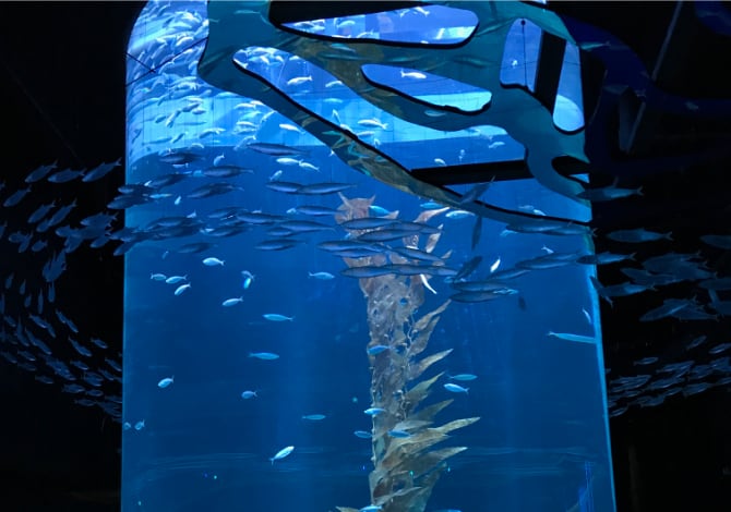 大型圆柱型水族箱水族馆（雅加达）